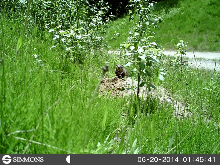 woodchuck, groundhog, trail cam, marmot, ground squirrel, land beaver, cook's country connection, northern mn, minnesota animals, pajari girls, petting farm