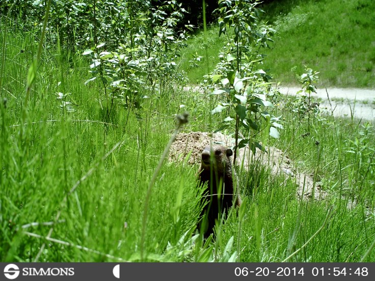 woodchuck, groundhog, trail cam, marmot, ground squirrel, land beaver, cook's country connection, northern mn, minnesota animals, pajari girls, petting farm