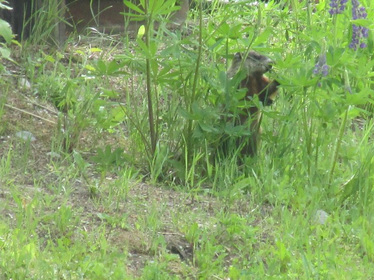 woodchuck, groundhog, trail cam, marmot, ground squirrel, land beaver, cook's country connection, northern mn, minnesota animals, pajari girls, petting farm