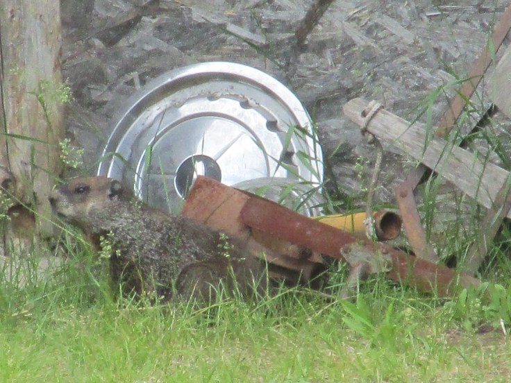 woodchuck, groundhog, trail cam, marmot, ground squirrel, land beaver, cook's country connection, northern mn, minnesota animals, pajari girls, petting farm