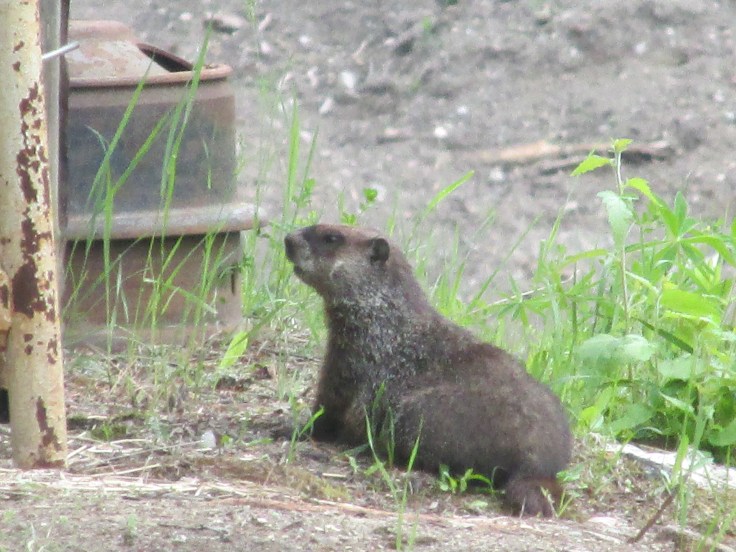 woodchuck, groundhog, trail cam, marmot, ground squirrel, land beaver, cook's country connection, northern mn, minnesota animals, pajari girls, petting farm