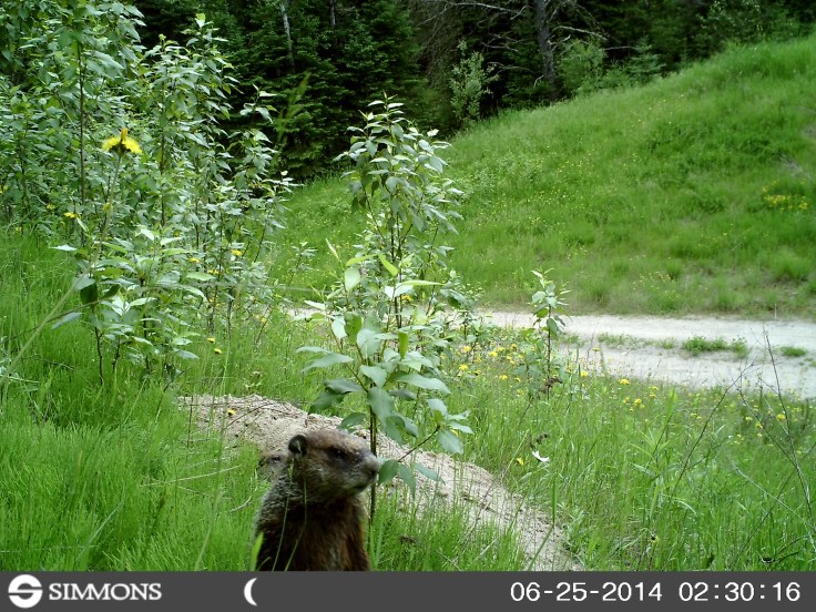 woodchuck, groundhog, trail cam, marmot, ground squirrel, land beaver, cook's country connection, northern mn, minnesota animals, pajari girls, petting farm