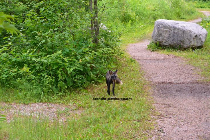 Canid, fox, cross fox, red fox,